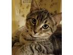 Basil, Domestic Shorthair For Adoption In Guelph, Ontario