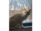 Tanner, Domestic Shorthair For Adoption In Baltimore, Maryland