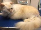 Clementine, Persian For Adoption In Baltimore, Maryland