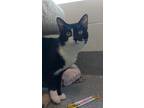 Tupaw Shapurr, Domestic Shorthair For Adoption In Guelph, Ontario