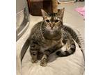 Bia (mink Litter), Domestic Shorthair For Adoption In Baltimore, Maryland