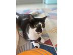 Sugar, Domestic Shorthair For Adoption In Lytle, Texas