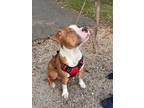 Adopt Kelly a American Staffordshire Terrier