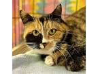 Isabelle, Domestic Shorthair For Adoption In Winchendon, Massachusetts