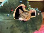 Kira, Domestic Shorthair For Adoption In Lytle, Texas