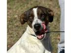 Adopt Sage Girl a Pointer