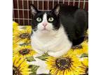 Lucy, Domestic Shorthair For Adoption In Winchendon, Massachusetts