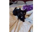 Lilly, Domestic Shorthair For Adoption In Acton, California