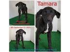 Adopt Tamara a Mixed Breed