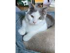 Snow, Domestic Shorthair For Adoption In Baltimore, Maryland