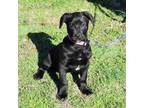 Adopt Penny a Labrador Retriever