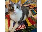 Charlotte (josie), Domestic Shorthair For Adoption In Davis, California