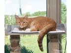 Cheese, Domestic Shorthair For Adoption In Shorewood, Illinois