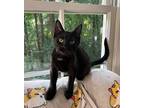 Mae, Domestic Shorthair For Adoption In Hoover, Alabama
