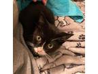 Tuxie, Domestic Shorthair For Adoption In Hoover, Alabama