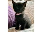 Aggie, Domestic Shorthair For Adoption In Hoover, Alabama