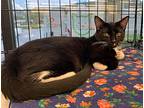 Sushi, Domestic Shorthair For Adoption In Hoover, Alabama