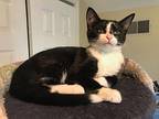 Gladys, Domestic Shorthair For Adoption In Hoover, Alabama