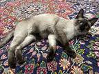 Casanova, Siamese For Adoption In Davis, California