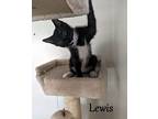 Lewis, Domestic Shorthair For Adoption In Hoover, Alabama