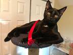 Percy, Domestic Shorthair For Adoption In Hoover, Alabama