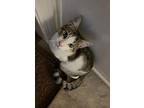 Rufus, Domestic Shorthair For Adoption In Hoover, Alabama