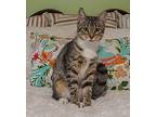 Tippy, Domestic Shorthair For Adoption In Hoover, Alabama