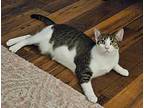 Mitzi, Domestic Shorthair For Adoption In Hoover, Alabama