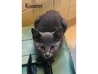 Rooster, Domestic Shorthair For Adoption In Hoover, Alabama