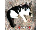 Maxine, Domestic Shorthair For Adoption In Great Neck, New York