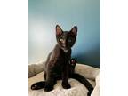 Oscar, Domestic Shorthair For Adoption In Hoover, Alabama