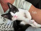 Tofu, Domestic Shorthair For Adoption In Hoover, Alabama