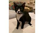 Snickers, Domestic Shorthair For Adoption In Hoover, Alabama