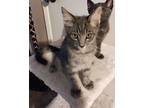 Tom And Toby, Domestic Shorthair For Adoption In Aliso Viejo, California