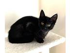 Panther, Bombay For Adoption In Aliso Viejo, California