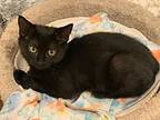 Baby Ruth, Domestic Shorthair For Adoption In Hoover, Alabama