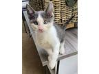 Ozzy, Domestic Shorthair For Adoption In Woodland Hills, California