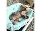 Nick, Silky Terrier For Adoption In Acton, California