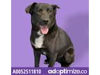 Jolie, Labrador Retriever For Adoption In Red Bluff, California