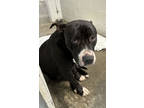 Jimbo, Terrier (unknown Type, Small) For Adoption In Paducah, Kentucky