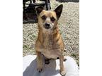Marlowe, Terrier (unknown Type, Small) For Adoption In Acton, California