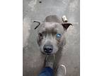 Slate - Medical Hold, American Pit Bull Terrier For Adoption In Winston, Oregon