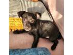 Jojo, Terrier (unknown Type, Medium) For Adoption In Plainfield, Illinois