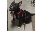 Petunia Grace, Boston Terrier For Adoption In Mooresville, North Carolina