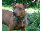 Leo, American Staffordshire Terrier For Adoption In Shorewood, Illinois