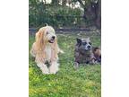 Oli (courtesy Post), Maremma Sheepdog For Adoption In Langley, British Columbia