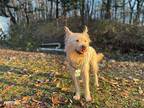 Riley (s. Korea) Hz, Terrier (unknown Type, Medium) For Adoption In Langley