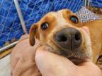 Adopt Boudica a Australian Cattle Dog / Blue Heeler, Labrador Retriever
