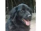 Basil (lebanon) Kt - Pending Adoption, Flat-coated Retriever For Adoption In