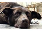 Brownie (local) Nvs - Blind, Labrador Retriever For Adoption In Langley